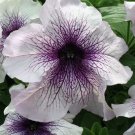 50 Pelleted Prism Blackberry Sundae Petunia Seeds Fresh Garden