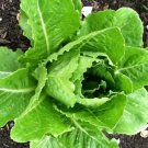 5000 Lettuce Romaine Parris Island Seeds Fresh Garden