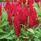 Celosia Fresh Look Red 50 FRESHLOOK CELOSIA Seeds Fresh Garden