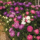 Aster Double Rainbow Mix 100 Callistephus FLOWER Seeds Fresh Garden