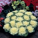Ornamental Kale Nagoya White Flowering Kale 50 Seeds Fresh Garden