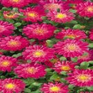 Aster Fan Deep Rose 100 flower Seeds Fresh Garden Aster Fan Deep Rose 100 flower Seeds Fresh Garden