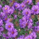 Aster Amethyst 100 flower Amethyst Aster Seeds Fresh Garden