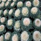 Flowering Cabbage Pigeon White flowering kale 50 Seeds Fresh Garden