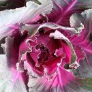 Flowering Cabbage Seds 50 Pigeon Red flowering kale Seeds Fresh Garden