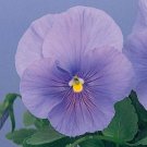 50 Snow Pansy Sky Blue FLOWER snowpansy Seeds Fresh Garden