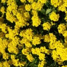 250 Alyssum Mountain Gold Ground Cover Deer Resistant Seeds Fresh Garden