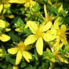 100 St. John's Wort Stachys Byzantina Lanata Herb Deer Resistant Seeds Fresh Garden