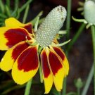 Mexican Hat 500 Ratibida Columnifera deer resistant flower Seeds Fresh Garden Mexican Hat 500 Ratibida Columnifera deer resistant flower Seeds Fresh Garden