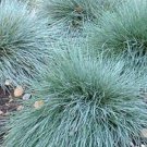 500 Blue Fescue Grass Seeds Fresh Garden