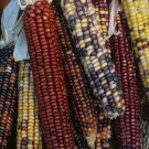 200 Carousal Ornamental Corn FALL DECORATION Seeds Fresh Garden