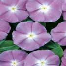 50 Vinca Sunsplash Blue Seeds Fresh Garden
