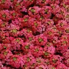 Alyssum Cheers Paprika 100 GROUND COVER Seeds Fresh Garden
