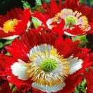 500 Danish Flag Poppy FLOWER Seeds Fresh Garden