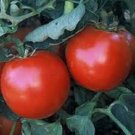 Tomato Abe Lincoln 50 Tomato Seeds Fresh Garden