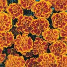 50 Bonaza Flame French Marigold Seeds Fresh Garden