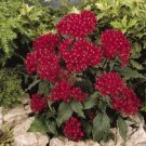 25 Pelleted Pentas Kaleidoscope Deep Red Pentas Star Flower Seeds Fresh Garden