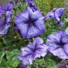 Petunia Daddy Blue 50 Pelleted Petunia Seeds Fresh Garden