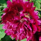 50 Hollyhock Queeny Purple Holly Hock Seeds Fresh Garden