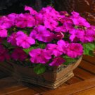 50 Impatiens Extreme Rose Flower Seeds Fresh Garden