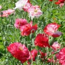 10000 Shirley Double Poppy FLOWER Seeds Fresh Garden
