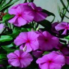 50 Vinca Sunsplash Grape Seeds Fresh Garden