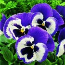 50 Pansy Character Blue Mariner FLOWER Seeds Fresh Garden