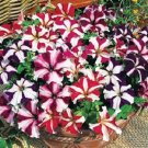 50 Pelleted Petunia Ultra Mix Petunia Seeds Fresh Garden