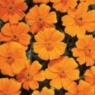 50 Marigold French Disco Orange Seeds Fresh Garden