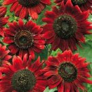 Sunflower 50 Red Sun Flower Seeds Fresh Garden Sunflower 50 Red Sun Flower Seeds Fresh Garden