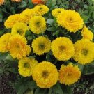 50 Calendula Golden Emperor Flower Seeds Fresh Garden