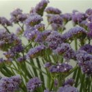 Statice Fortress Heavenly Blue 250 Flower Seeds Fresh Garden
