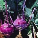 2000 Purple Vienna Kohlrabi 60 Days Seeds Fresh Garden