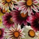 50 Gazania Day Strawberry Shortcake Mix Flower Seeds Fresh Garden