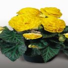Nonstop Begonia Yellow 15 Pelleted Begonia Seeds Fresh Garden