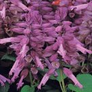 50 Salvia Vista Lavender FLOWER Seeds Fresh Garden