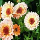Calendula Pink Surprise 50 Flower Seeds Fresh Garden