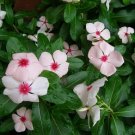 25 Vinca Cora Apricot Flower Seeds Fresh Garden