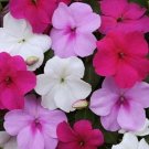 50 Impatiens Impreza Wedgewood Mix Flower Seeds Fresh Garden