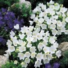 Campanula Canterbury Bells White 250 FLOWER Seeds Fresh Garden