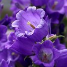 Campanula Canterbury Bells Blue 250 FLOWER Seeds Fresh Garden