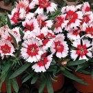 50 Dianthus Super Parfait Red Peppermint PELLETED Seeds Fresh Garden