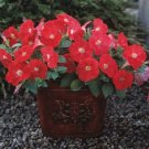 Trilogy Scarlet 25 Pelleted Petunia Trailing Petunia Seeds Fresh Garden