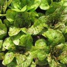 250 Romaine Lettuce Freckles Multi Color Seeds Fresh Garden