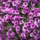 Petunia 25 Pelleted Easy Wave Plum Veined Seeds Fresh Garden