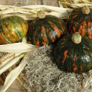 25 Squash Speckled Pup Squash Seeds Fresh Garden