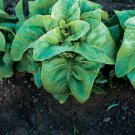 2000 Lettuce Deer Tongue Bibb Lettuce Variety Seeds Fresh Garden