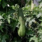 Gourd Luffa Sponge 50 Seeds Fresh Garden