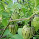 Tomatillo Ground Little Lanterns Tomatillo For Pots 50 Seeds Fresh Garden