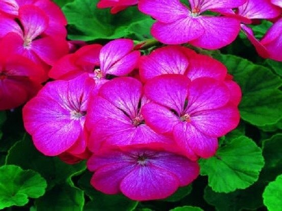 15 Geranium Saturn Picotee flower Seeds Fresh Garden